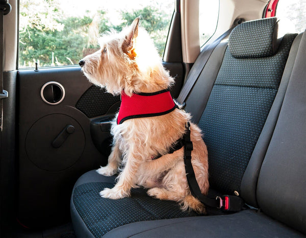 Lifesaver Dog SeatBelt For Car
