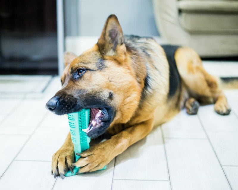 DIY Dog Toothbrush & Chew Toy