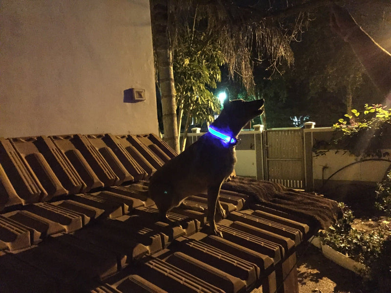 Glow Pet Collar