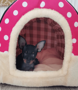 Beautiful House And Bed For Small Dogs
