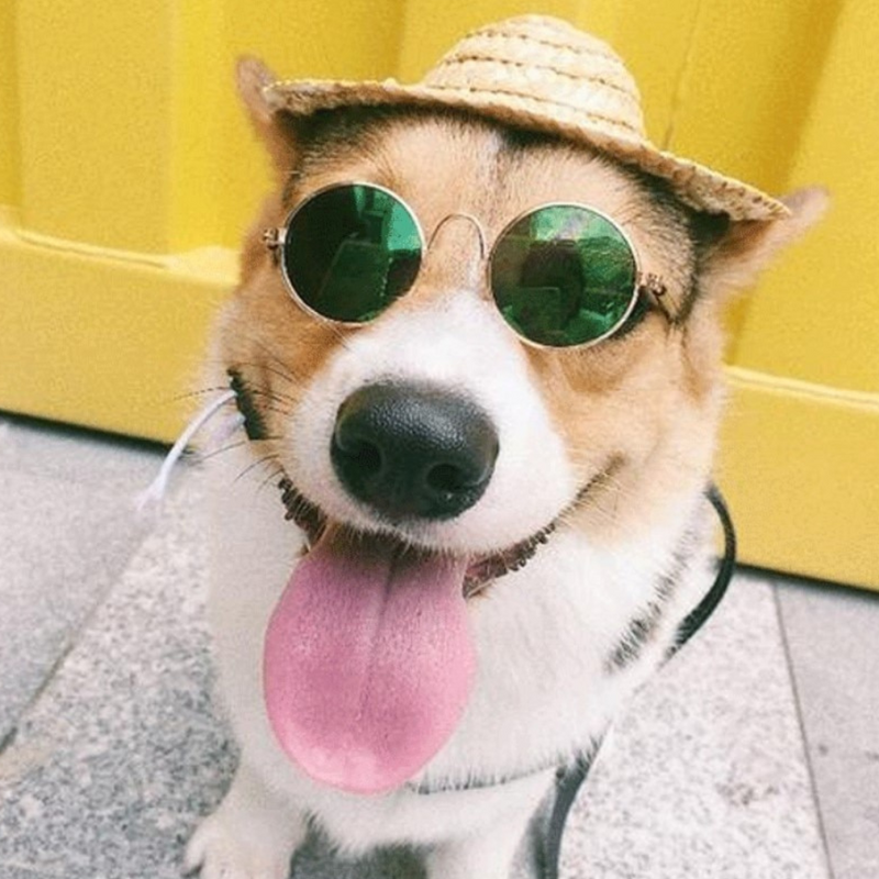 Vintage Pet Sunglasses