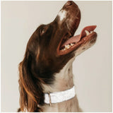 White Matching Collar&Leash