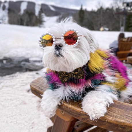 Chewy Vuitton Collar & Leash Set – Street Dog Fashion