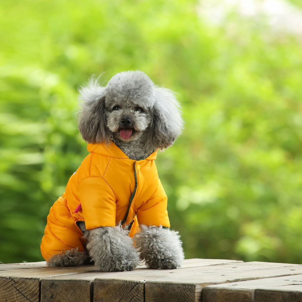 Dog coats to keep your pup protected and warm this winter