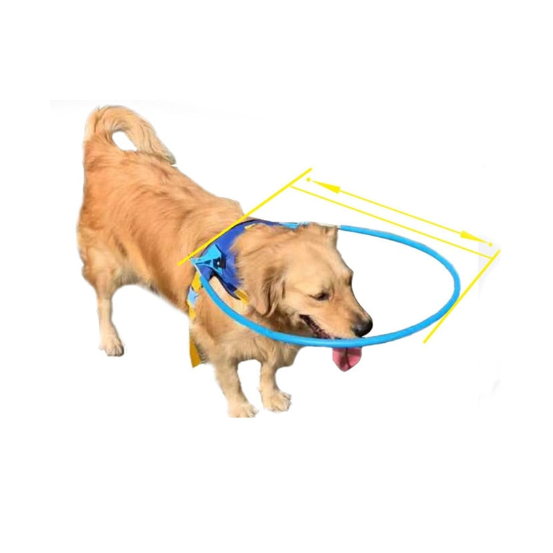 Blind Dog Halo